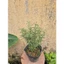 Cây hương thảo 30-35cm , cây hương liệu, trang trí nhà cửa