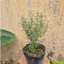 Cây hương thảo 30-35cm , cây hương liệu, trang trí nhà cửa