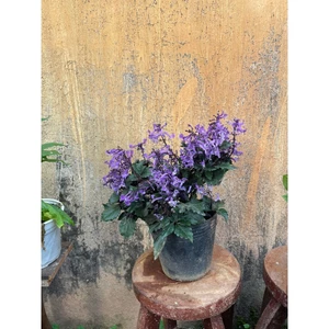 chậu mona lavender 35cm trang trí sân vườn, giao cây đang nụ