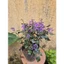 chậu mona lavender 35cm trang trí sân vườn, giao cây đang nụ