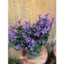 chậu mona lavender 35cm trang trí sân vườn, giao cây đang nụ