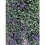 chậu mona lavender 35cm trang trí sân vườn, giao cây đang nụ