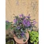 chậu mona lavender 35cm trang trí sân vườn, giao cây đang nụ