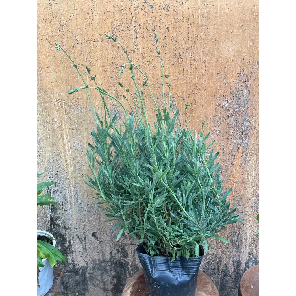 chậu cây LAVENDER GOODWIN 35cm, trang trí nhà cửa sân vườn