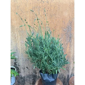 chậu cây LAVENDER GOODWIN 35cm, trang trí nhà cửa sân vườn