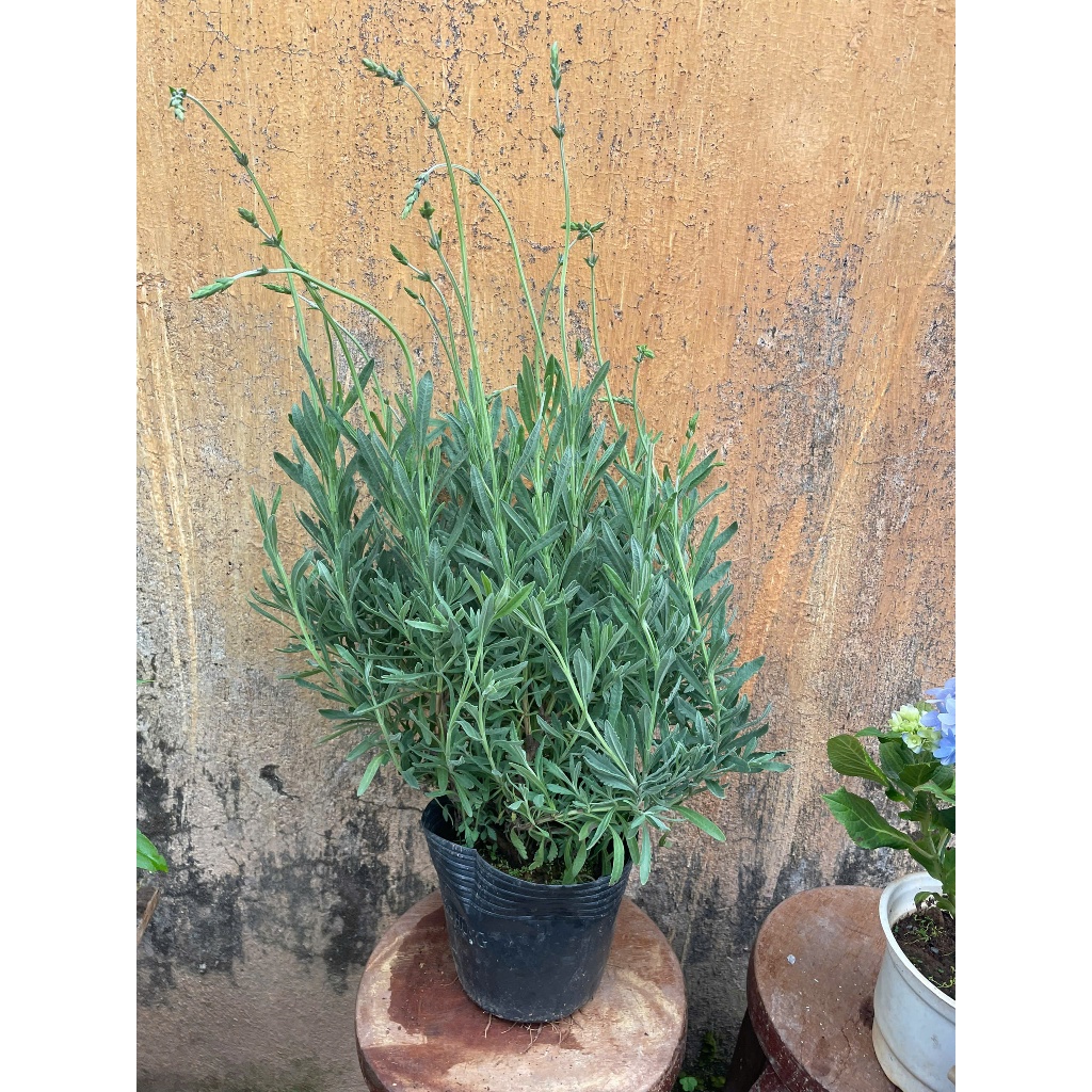 chậu cây LAVENDER GOODWIN 35cm, trang trí nhà cửa sân vườn