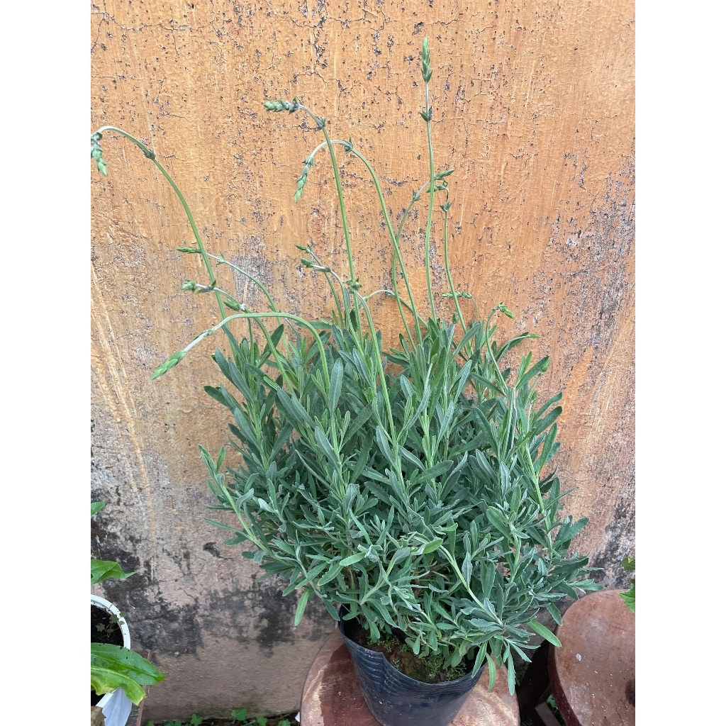 chậu cây LAVENDER GOODWIN 35cm, trang trí nhà cửa sân vườn