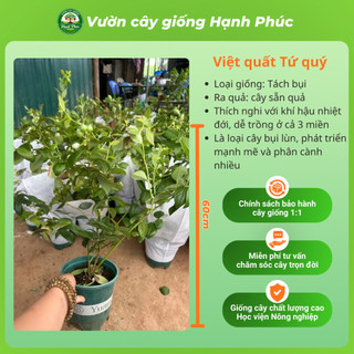 Cây giống VIỆT QUẤT TỨ QUÝ Chuẩn Giống, Siêu Sai Quả, Dễ Trồng, Năng Suất Cao - Hỏa tốc HN
