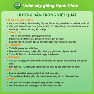 Cây giống VIỆT QUẤT TỨ QUÝ Chuẩn Giống, Siêu Sai Quả, Dễ Trồng, Năng Suất Cao - Hỏa tốc HN