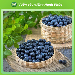 Cây giống VIỆT QUẤT TỨ QUÝ Chuẩn Giống, Siêu Sai Quả, Dễ Trồng, Năng Suất Cao - Hỏa tốc HN