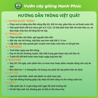 Cây giống VIỆT QUẤT TỨ QUÝ Chuẩn Giống, Siêu Sai Quả, Dễ Trồng, Năng Suất Cao - Hỏa tốc HN