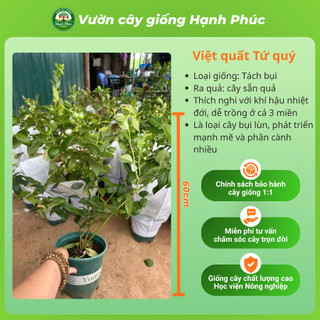 Cây giống VIỆT QUẤT TỨ QUÝ Chuẩn Giống, Siêu Sai Quả, Dễ Trồng, Năng Suất Cao - Hỏa tốc HN