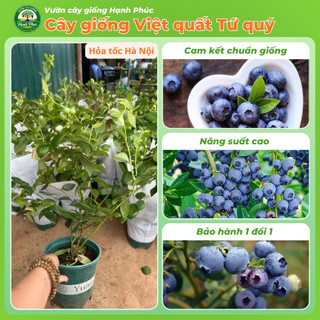 Cây giống VIỆT QUẤT TỨ QUÝ Chuẩn Giống, Siêu Sai Quả, Dễ Trồng, Năng Suất Cao - Hỏa tốc HN