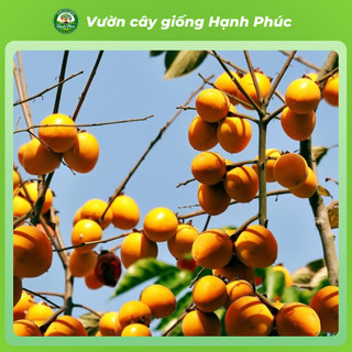 Cây giống HỒNG GIÒN KHÔNG HẠT Chuẩn Giống, Siêu Sai Quả, Dễ Trồng, Năng Suất Cao - Hỏa tốc HN -H1