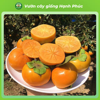 Cây giống HỒNG GIÒN KHÔNG HẠT Chuẩn Giống, Siêu Sai Quả, Dễ Trồng, Năng Suất Cao - Hỏa tốc HN -H1