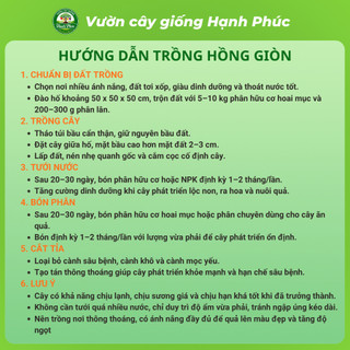 Cây giống HỒNG GIÒN KHÔNG HẠT Chuẩn Giống, Siêu Sai Quả, Dễ Trồng, Năng Suất Cao - Hỏa tốc HN -H1