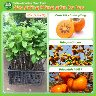 Cây giống HỒNG GIÒN KHÔNG HẠT Chuẩn Giống, Siêu Sai Quả, Dễ Trồng, Năng Suất Cao - Hỏa tốc HN -H1
