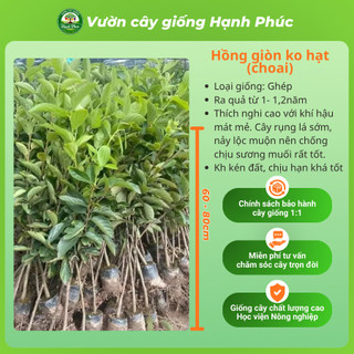 Cây giống HỒNG GIÒN KHÔNG HẠT Chuẩn Giống, Siêu Sai Quả, Dễ Trồng, Năng Suất Cao - Hỏa tốc HN -H1