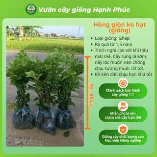 Cây giống HỒNG GIÒN KHÔNG HẠT Chuẩn Giống, Siêu Sai Quả, Dễ Trồng, Năng Suất Cao - Hỏa tốc HN -H1