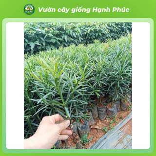 Cây giống TÙNG LA HÁN chuẩn giống, Cây cảnh Phong Thủy sinh trưởng tốt, bầu dễ ổn định, tuổi thọ cao - Hỏa tốc HN