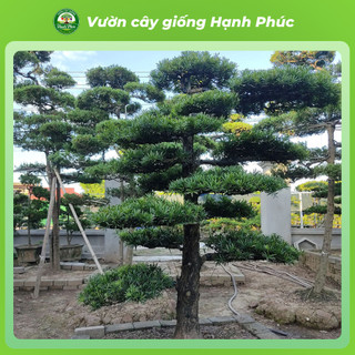 Cây giống TÙNG LA HÁN chuẩn giống, Cây cảnh Phong Thủy sinh trưởng tốt, bầu dễ ổn định, tuổi thọ cao - Hỏa tốc HN