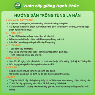 Cây giống TÙNG LA HÁN chuẩn giống, Cây cảnh Phong Thủy sinh trưởng tốt, bầu dễ ổn định, tuổi thọ cao - Hỏa tốc HN
