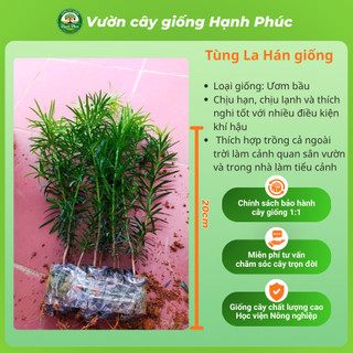 Cây giống TÙNG LA HÁN chuẩn giống, Cây cảnh Phong Thủy sinh trưởng tốt, bầu dễ ổn định, tuổi thọ cao - Hỏa tốc HN