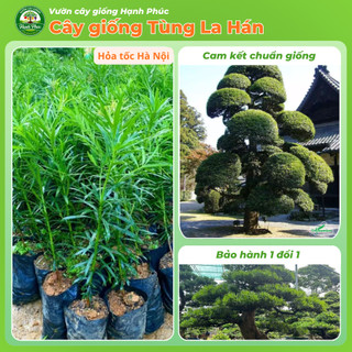 Cây giống TÙNG LA HÁN chuẩn giống, Cây cảnh Phong Thủy sinh trưởng tốt, bầu dễ ổn định, tuổi thọ cao - Hỏa tốc HN
