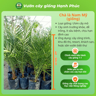 Cây giống CHÀ LÀ NAM MỸ chuẩn giống, Cây ảnh Khu Đô Thị sinh trưởng tốt, bầu dễ ổn định, tuổi thọ cao - Hỏa tốc HN