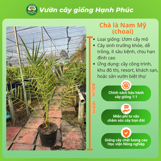 Cây giống CHÀ LÀ NAM MỸ chuẩn giống, Cây ảnh Khu Đô Thị sinh trưởng tốt, bầu dễ ổn định, tuổi thọ cao - Hỏa tốc HN