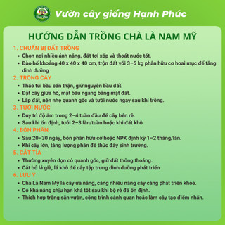 Cây giống CHÀ LÀ NAM MỸ chuẩn giống, Cây ảnh Khu Đô Thị sinh trưởng tốt, bầu dễ ổn định, tuổi thọ cao - Hỏa tốc HN