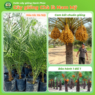 Cây giống CHÀ LÀ NAM MỸ chuẩn giống, Cây ảnh Khu Đô Thị sinh trưởng tốt, bầu dễ ổn định, tuổi thọ cao - Hỏa tốc HN