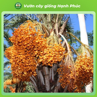Cây giống CHÀ LÀ NAM MỸ chuẩn giống, Cây ảnh Khu Đô Thị sinh trưởng tốt, bầu dễ ổn định, tuổi thọ cao - Hỏa tốc HN