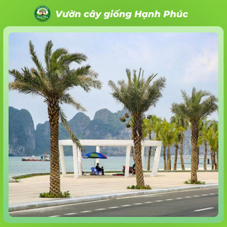 Cây giống CHÀ LÀ NAM MỸ chuẩn giống, Cây ảnh Khu Đô Thị sinh trưởng tốt, bầu dễ ổn định, tuổi thọ cao - Hỏa tốc HN