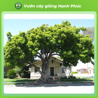 Cây giống LONG NÃO cây cảnh sinh trưởng tốt, bầu dễ ổn định, tuổi thọ cao - Hỏa tốc HN