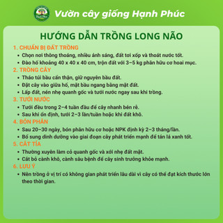 Cây giống LONG NÃO cây cảnh sinh trưởng tốt, bầu dễ ổn định, tuổi thọ cao - Hỏa tốc HN