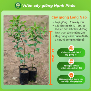 Cây giống LONG NÃO cây cảnh sinh trưởng tốt, bầu dễ ổn định, tuổi thọ cao - Hỏa tốc HN
