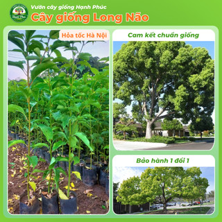 Cây giống LONG NÃO cây cảnh sinh trưởng tốt, bầu dễ ổn định, tuổi thọ cao - Hỏa tốc HN