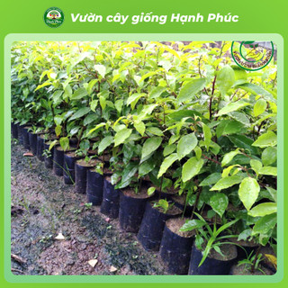 Cây giống LONG NÃO cây cảnh sinh trưởng tốt, bầu dễ ổn định, tuổi thọ cao - Hỏa tốc HN