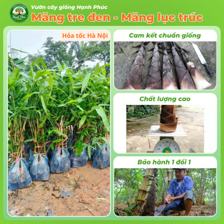 Cây giống MĂNG TRE ĐEN năng suất cao, trồng quanh năm lấy măng hoặc làm rào chắn - Hỏa tốc HN