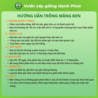Cây giống MĂNG TRE ĐEN năng suất cao, trồng quanh năm lấy măng hoặc làm rào chắn - Hỏa tốc HN