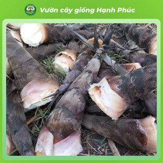Cây giống MĂNG TRE ĐEN năng suất cao, trồng quanh năm lấy măng hoặc làm rào chắn - Hỏa tốc HN
