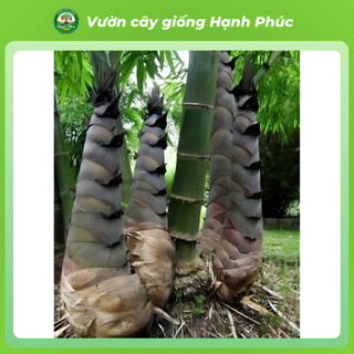 Cây giống MĂNG TRE ĐEN năng suất cao, trồng quanh năm lấy măng hoặc làm rào chắn - Hỏa tốc HN