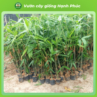 Cây giống MĂNG TRE ĐEN năng suất cao, trồng quanh năm lấy măng hoặc làm rào chắn - Hỏa tốc HN