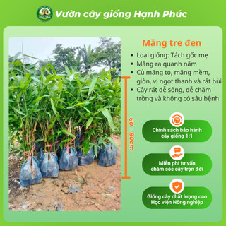 Cây giống MĂNG TRE ĐEN năng suất cao, trồng quanh năm lấy măng hoặc làm rào chắn - Hỏa tốc HN