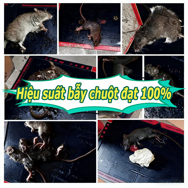 Keo Dính Chuột Siêu Dính Khổ Lớn - Bẫy Chuột Cống, Nhà Kho - An Toàn, Không Độc Hại - Combo Tái Sử Dụng Nhiều Lần