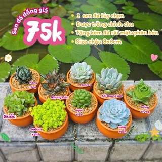 Sen Đá Nhiều Loại Chọn Mẫu Trồng Sẵn Chậu Lu Đất Nung 8x6cm Siêu Cưng Cho Bàn Làm Việc - Mầm Nắng Garden