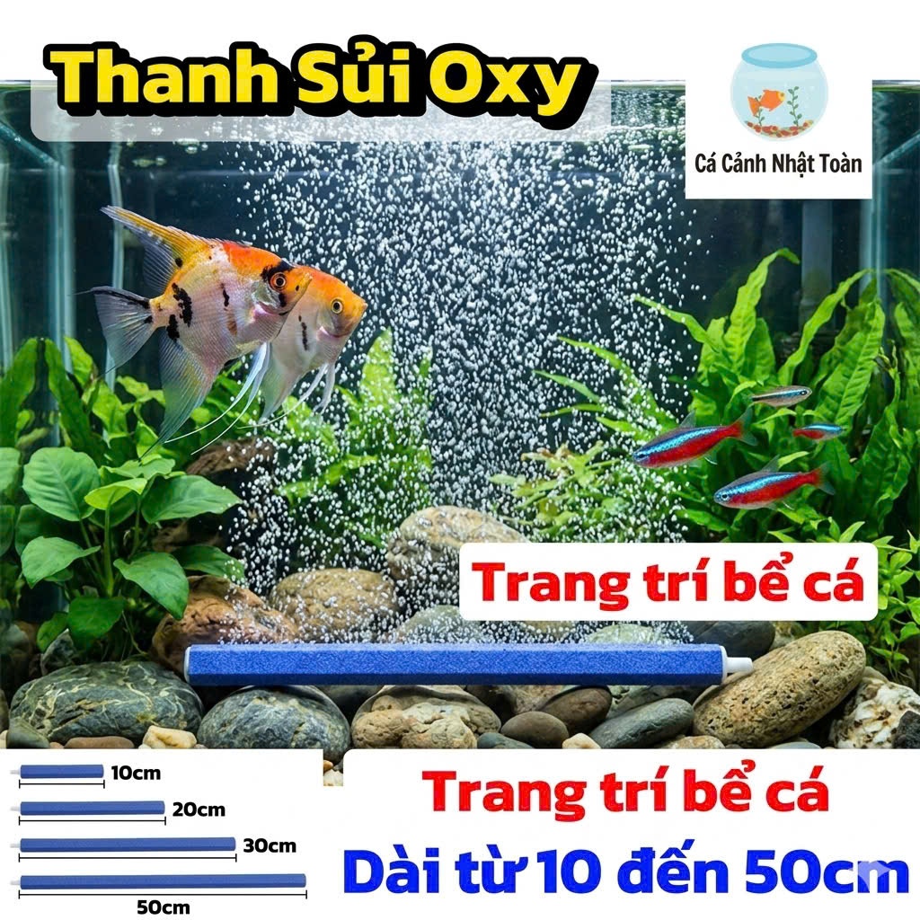 THANH SỦI ĐÁ BỌT OXY HỒ CÁ NON BỘ 10CM ĐẾN 50CM