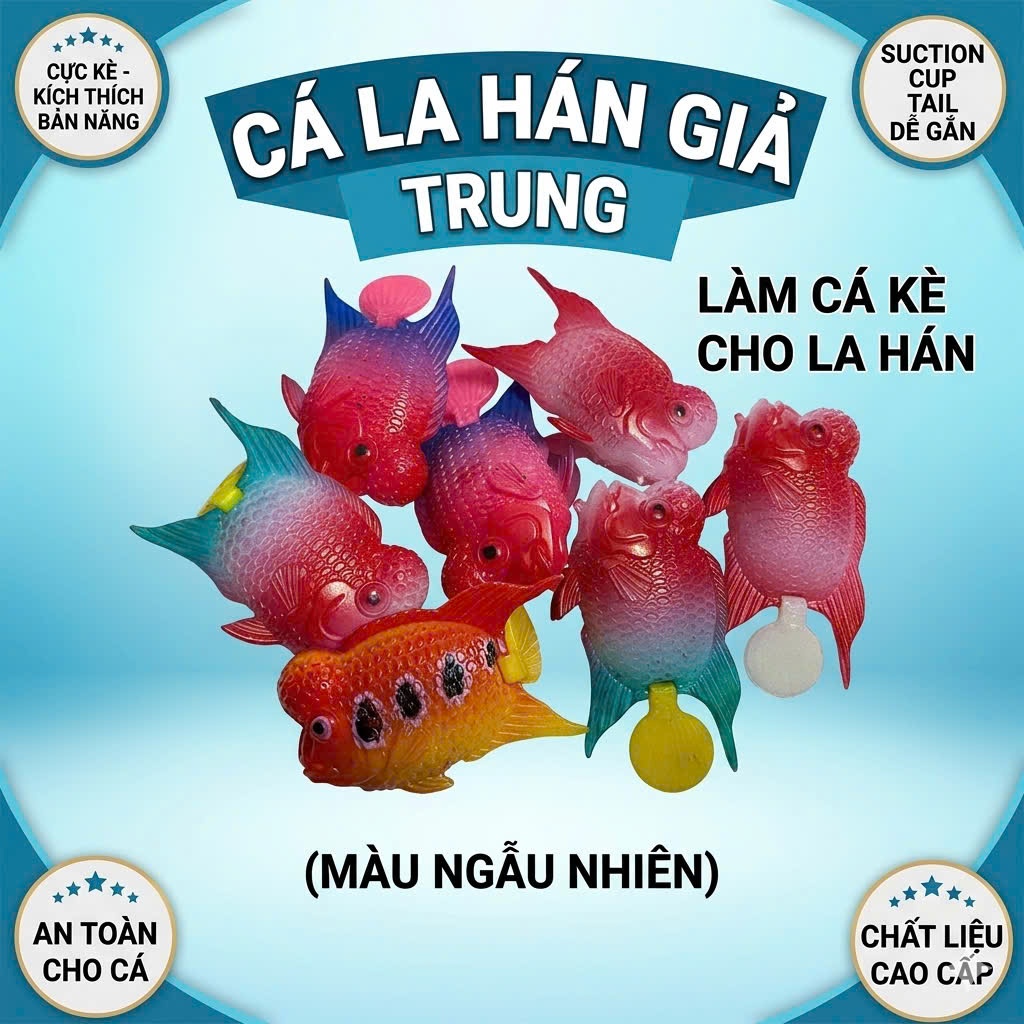 CÁ LA HÁN GIẢ TRUNG LÀM CÁ KÈ CHO LA HÁN (MÀU NGẪU NHIÊN)
