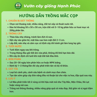 Cây giống LÊ NÂU (MẮC CỌP) - LÊ VÀNG Chuẩn Giống, Siêu Sai Quả, Dễ Trồng, Năng Suất Cao - Hỏa tốc HN